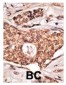 ICOS / CD278 Antibody